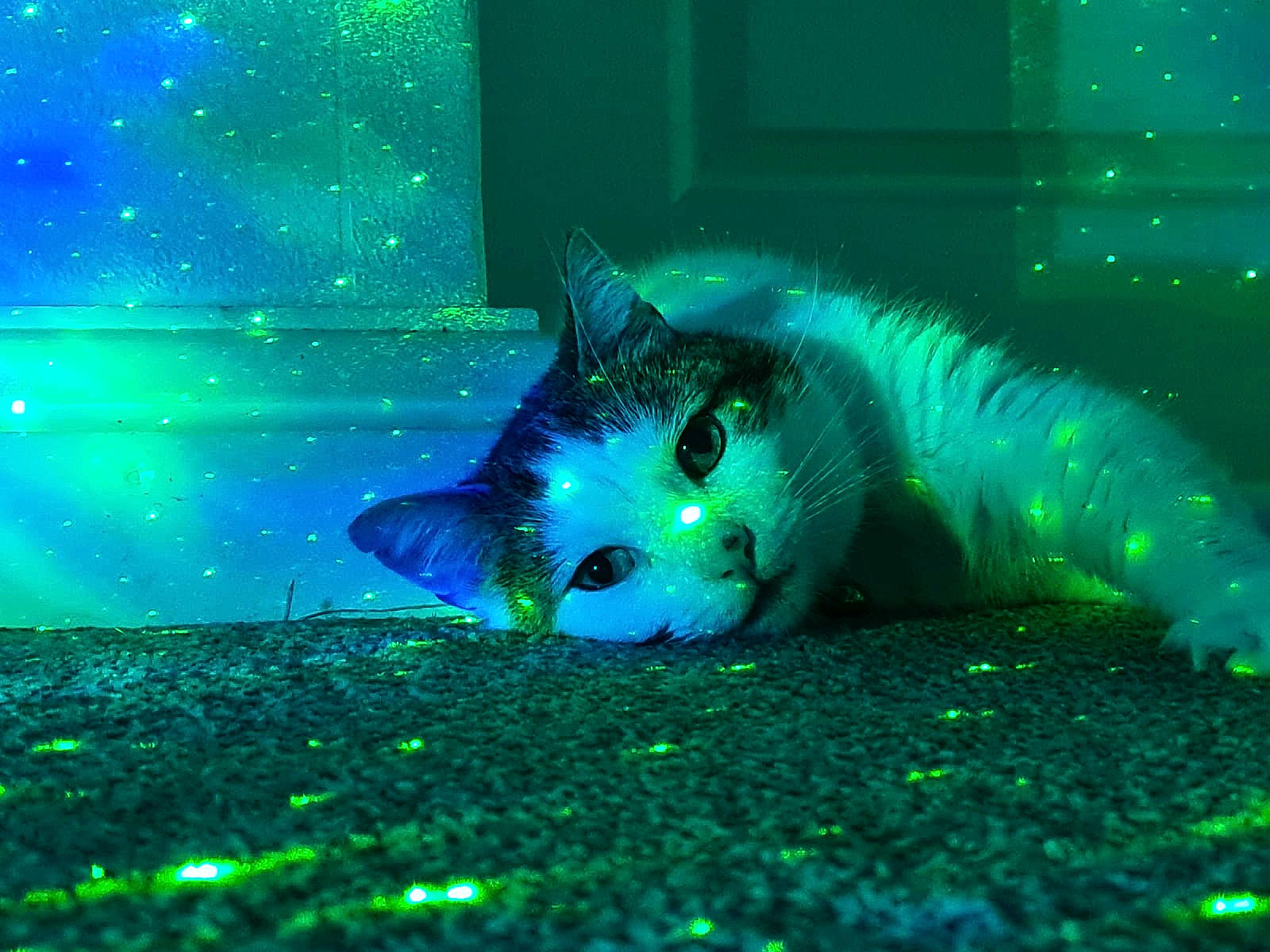 Ralphy is registered to the contest to win money with this photo: carnivore, cat, darkness, electric_blue, event, felidae, fluid, fur, grass, green, liquid, marine_biology, night, precipitation, small_to_medium_sized_cats, snout, tail, water, whiskers, winter