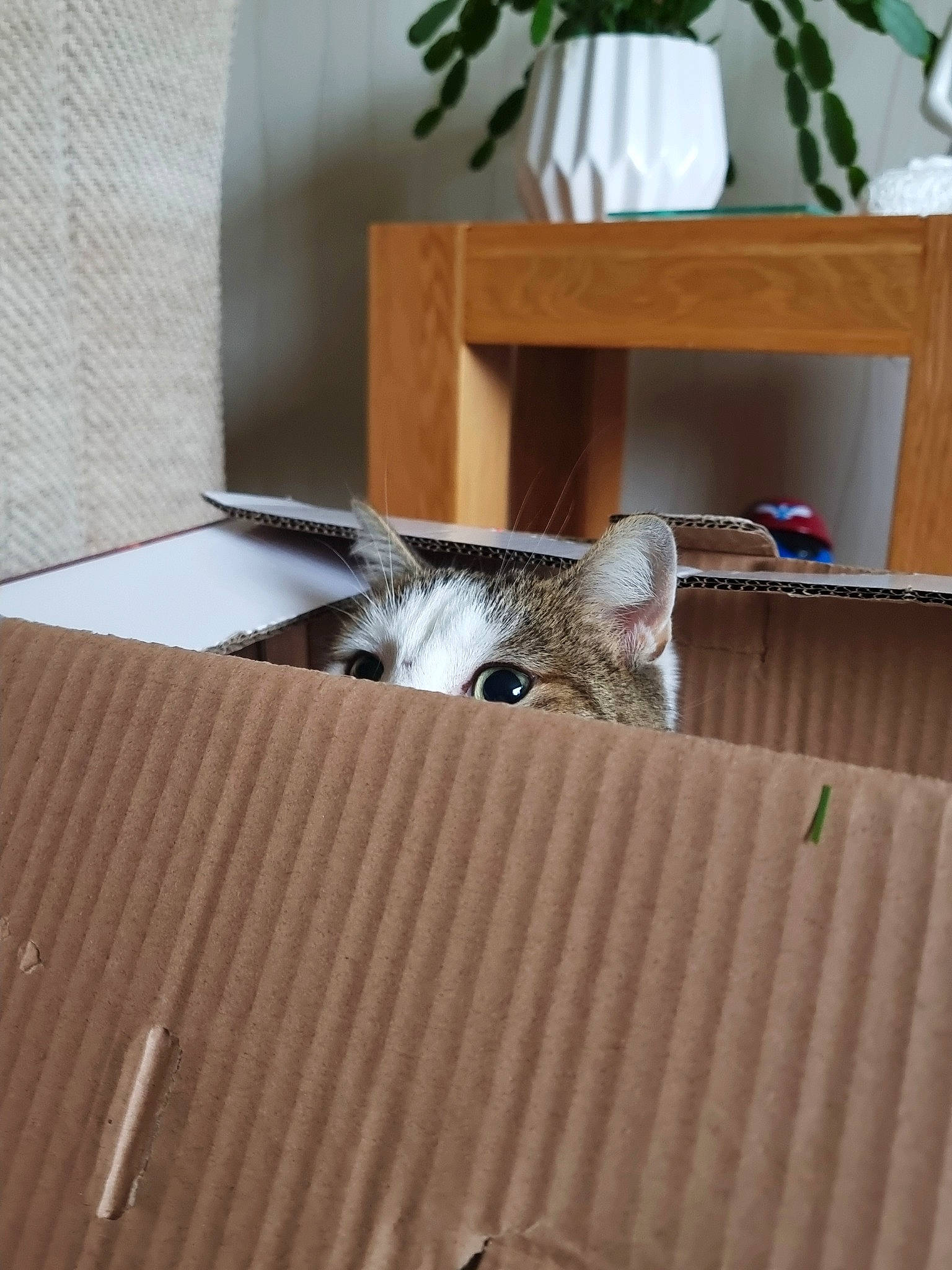 Ralphy is registered to the contest to win money with this photo: bookcase, box, carnivore, cat, chair, comfort, fawn, felidae, floor, flooring, grey, hardwood, plant, room, shelf, shelving, small_to_medium_sized_cats, whiskers, window, wood