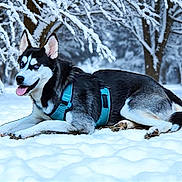Koda is registered to the contest to win money with this photo: dog, husky, snow, winter, outdoor, animal, canine, blue_eyes, harness, nature, forest, cold, laying_down, fur, pet, mammal, tree, snowy, tongue_out, landscape