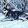 Koda