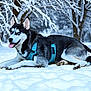 dog, husky, snow, winter, outdoor, animal, canine, blue_eyes, harness, nature, forest, cold, laying_down, fur, pet, mammal, tree, snowy, tongue_out, landscape