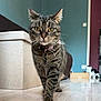 tabby_cat, cat, indoor, floor, collar, tag, bow, yellow_eyes, walking, confident, black_and_white_cat, box, blue_wall, maroon_door, wood_floor, pet, animal, domestic_cat, feline, curious