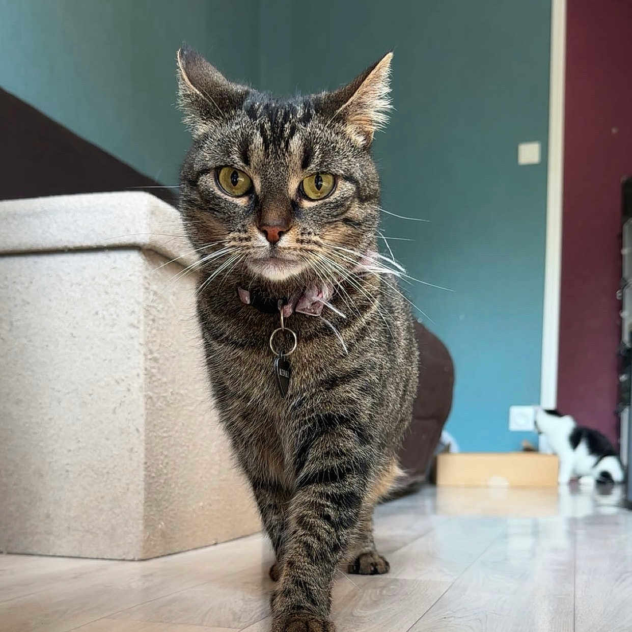 Tekila participe au concours pour gagner de l'argent avec cette photo : animal, black_and_white_cat, blue_wall, bow, box, cat, collar, confident, curious, domestic_cat, feline, floor, indoor, maroon_door, pet, tabby_cat, tag, walking, wood_floor, yellow_eyes