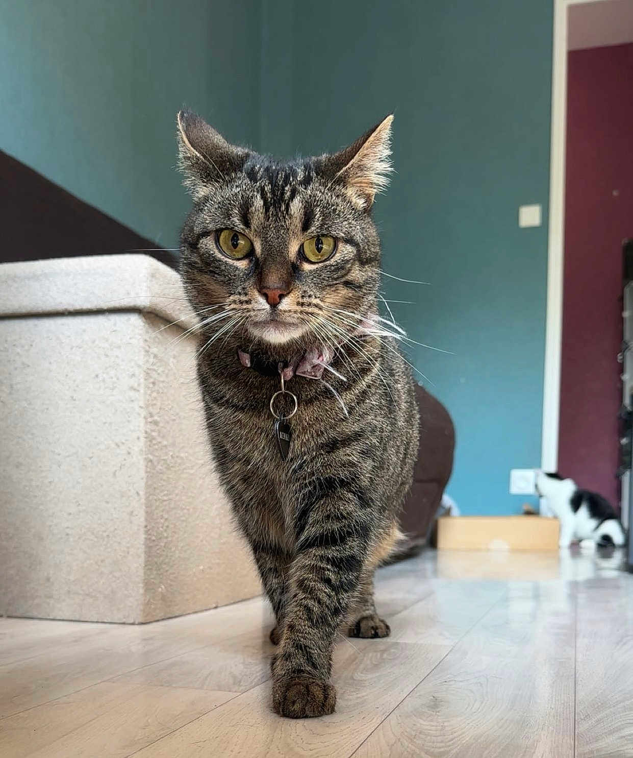 Tekila participe au concours pour gagner de l'argent avec cette photo : tabby_cat, cat, indoor, floor, collar, tag, bow, yellow_eyes, walking, confident, black_and_white_cat, box, blue_wall, maroon_door, wood_floor, pet, animal, domestic_cat, feline, curious