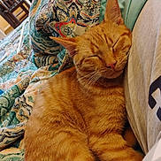 Cheddar is registered to the contest to win money with this photo: bed, blanket, cat, closeup, comfort, cozy, cute, domestic_animal, feline, fur, indoor, nap, orange_tabby, patterned_bedding, person, pet, relaxation, resting, sleeping, whiskers