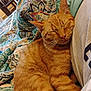 bed, blanket, cat, closeup, comfort, cozy, cute, domestic_animal, feline, fur, indoor, nap, orange_tabby, patterned_bedding, person, pet, relaxation, resting, sleeping, whiskers