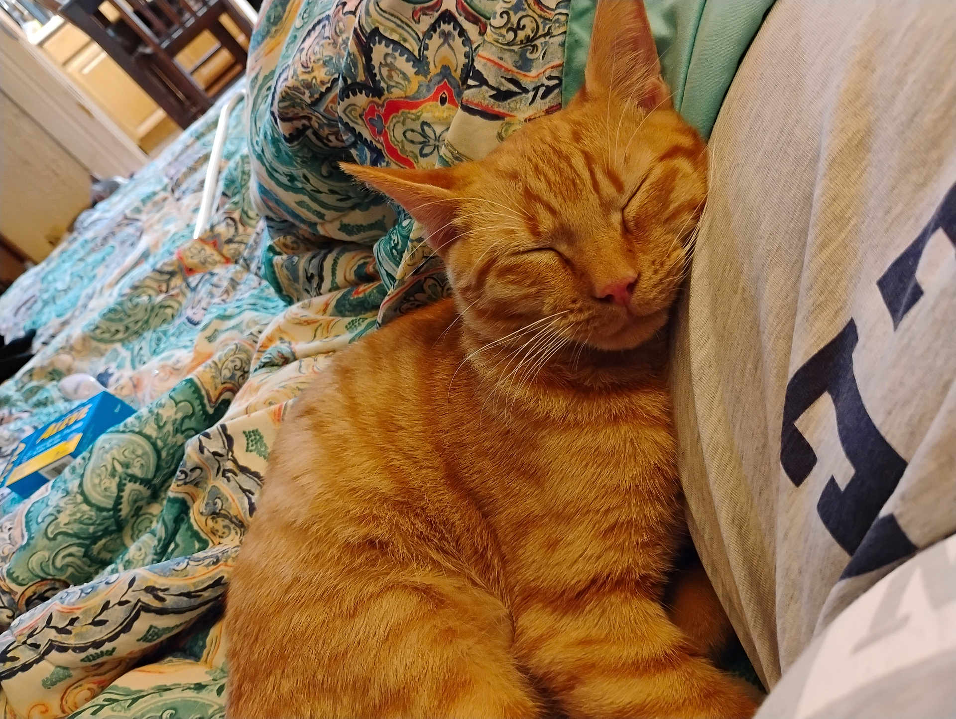 Cheddar