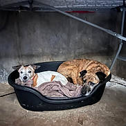 Holly a rejoint le concours — aidez-le/la à gagner de superbes lots ! dog, pet_bed, blanket, brown_dog, white_dog, indoor, concrete_floor, concrete_wall, resting, cozy, animal, canine, sleeping_area, two_dogs, plastic_bed, relaxed, domestic_animal, fur, companions, quiet