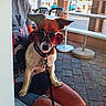 Holly participe au concours pour gagner de l'argent avec cette photo : dog, sunglasses, person, outdoor, cafe, table, chair, pavement, leash, summer, pet, canine, shade, casual, fashion, street, sunlight, relaxing, human, cute