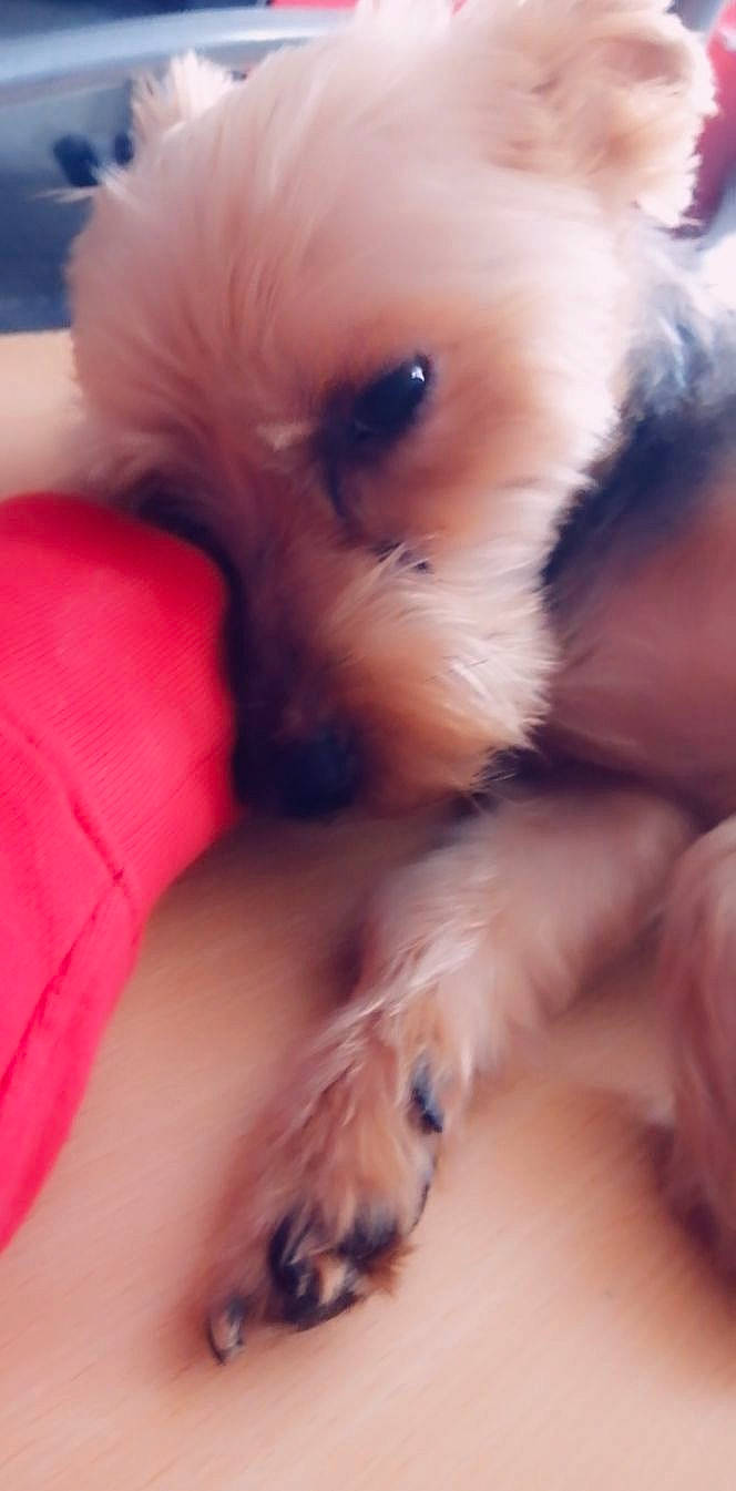 Eliothe a rejoint le concours — aidez-le/la à gagner de superbes lots ! canidae, carnivore, companion_dog, dog, dog_breed, eye, maltepoo, maltese, morkie, nose, pomeranian, puppy, puppy_love, schnoodle, shih_tzu, snout, terrier, toy_dog, west_highland_white_terrier, yorkshire_terrier