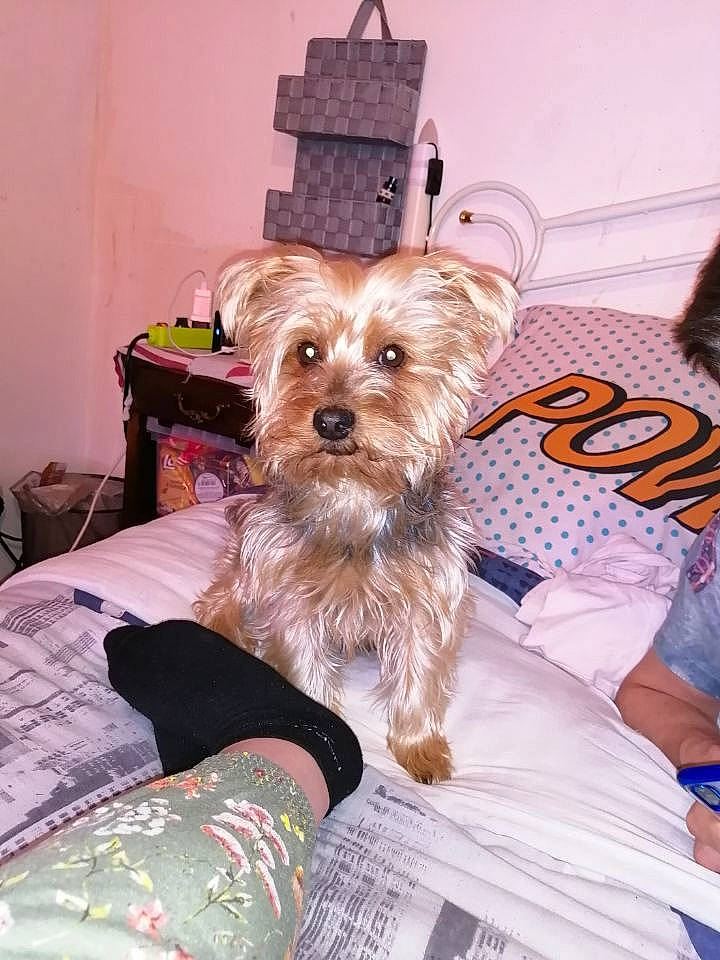 Eliothe participe au concours pour gagner de l'argent avec cette photo : australian_silky_terrier, australian_terrier, biewer_terrier, cairn_terrier, canidae, carnivore, companion_dog, dog, dog_breed, mammal, morkie, norwich_terrier, puppy, rare_breed_dog, small_terrier, snout, terrier, toy_dog, yorkipoo, yorkshire_terrier