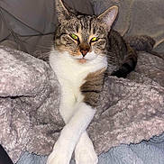 Kyria a rejoint le concours — aidez-le/la à gagner de superbes lots ! cat, tabby, pet, animal, feline, domestic_cat, cozy, blanket, fur, whiskers, paws, relaxed, indoor, comfort, cute, sleepy, resting, soft, couch, crossed_paws