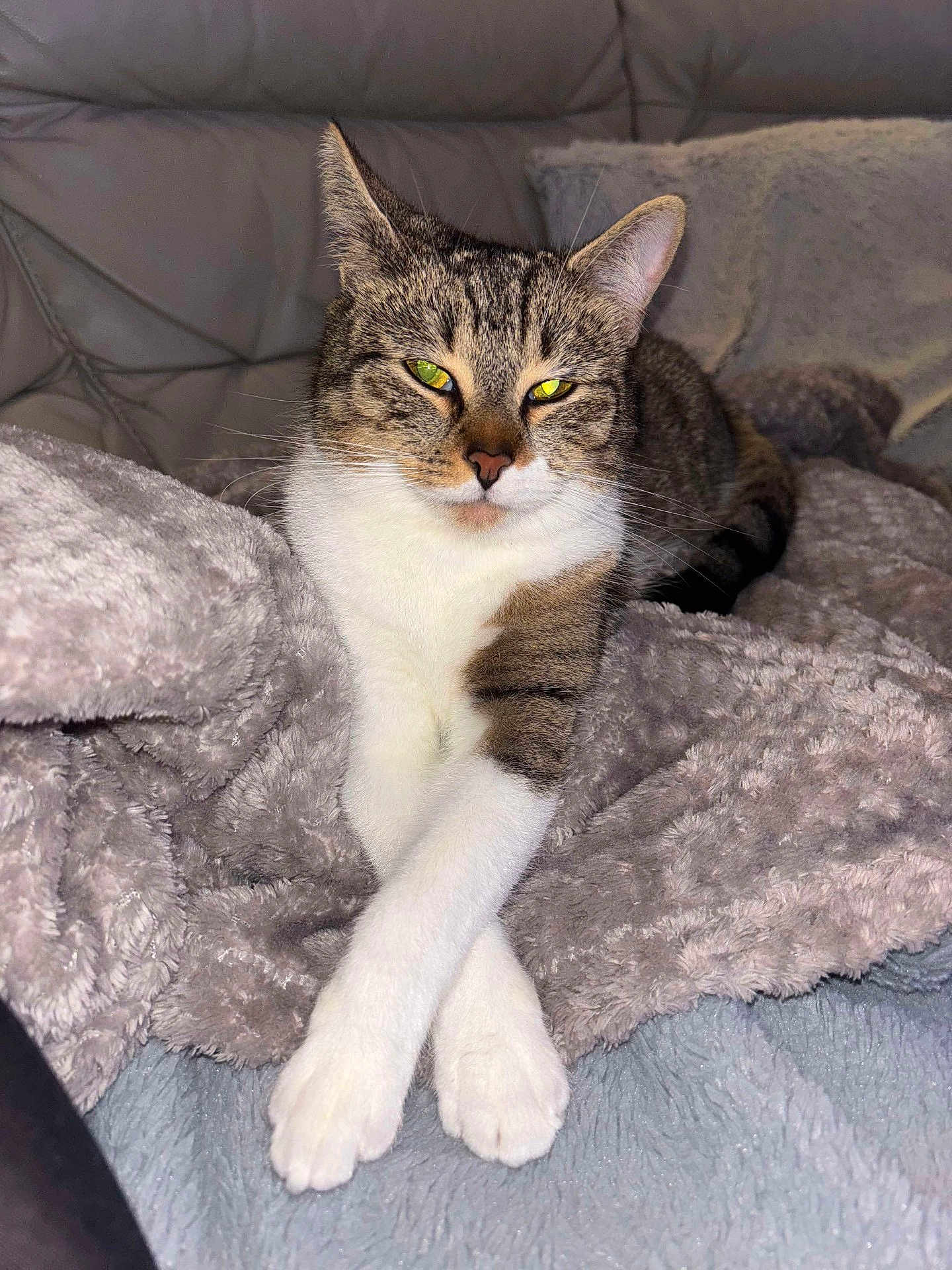 Kyria a rejoint le concours — aidez-le/la à gagner de superbes lots ! cat, tabby, pet, animal, feline, domestic_cat, cozy, blanket, fur, whiskers, paws, relaxed, indoor, comfort, cute, sleepy, resting, soft, couch, crossed_paws