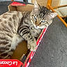 Panthère a rejoint le concours — aidez-le/la à gagner de superbes lots ! animal, blue_eyes, cardboard_box, cat, chair, close_up, cute, domestic_cat, ears, feline, indoor, paw, pet, red_box, relaxed, resting, striped_fur, tabby_cat, table, whiskers
