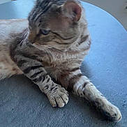 Panthère a rejoint le concours — aidez-le/la à gagner de superbes lots ! blue_table, cat, chair, closeup, domestic_animal, feline, fur, indoor, looking_away, mammal, paw, pet, relaxed, resting, side_view, striped, tabby, table, whiskers, window