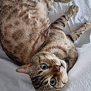 Panthère a rejoint le concours — aidez-le/la à gagner de superbes lots ! animal, blue_eyes, cat, cute, domestic_cat, feline, fur, indoor, looking_at_camera, lying_down, pet, playful, portrait, relaxed, resting, soft_texture, striped_fur, tabby_cat, whiskers, white_blanket