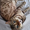 animal, blue_eyes, cat, cute, domestic_cat, feline, fur, indoor, looking_at_camera, lying_down, pet, playful, portrait, relaxed, resting, soft_texture, striped_fur, tabby_cat, whiskers, white_blanket