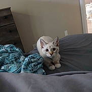 Mojo joined the competition — help win amazing prizes! animal, bed, blanket, cat, collar, comfort, cozy, crouching, curious, cute, domestic, ears, eyes, feline, fur, home, indoor, pets, resting, soft