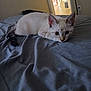 Mojo is registered to the contest to win money with this photo: animal, bed, cat, curious, domestic, doorway, ears, feline, floor, furniture, gray_bedspread, home, indoor, kitten, light, pet, resting, tail, whiskers, young_animal