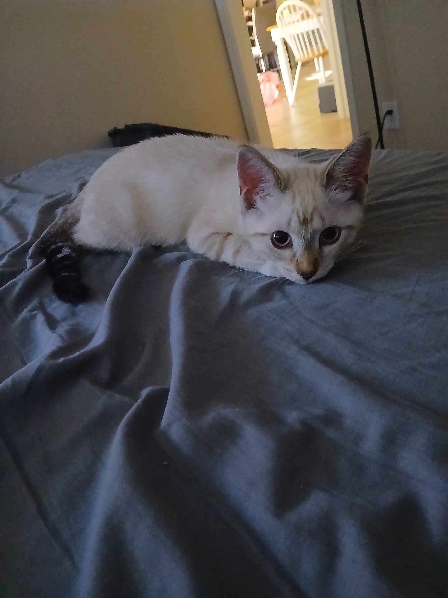 Mojo