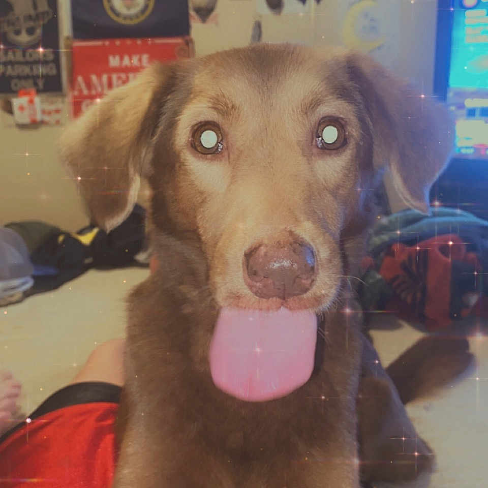 Baby Jane joined the competition — help win amazing prizes! canidae, carnivore, collar, companion_dog, dog, dog_breed, dog_supply, ear, fawn, fun, fur, jaw, liver, pet_supply, picture_frame, snout, sporting_group, toy_dog, whiskers, working_animal