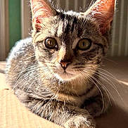 Aura a rejoint le concours — aidez-le/la à gagner de superbes lots ! cat, kitten, tabby, pet, whiskers, eyes, portrait, close_up, indoor, sunlight, fur, ears, paw, cardboard, relaxed, looking_at_camera, cozy, domestic, curious, warm_light