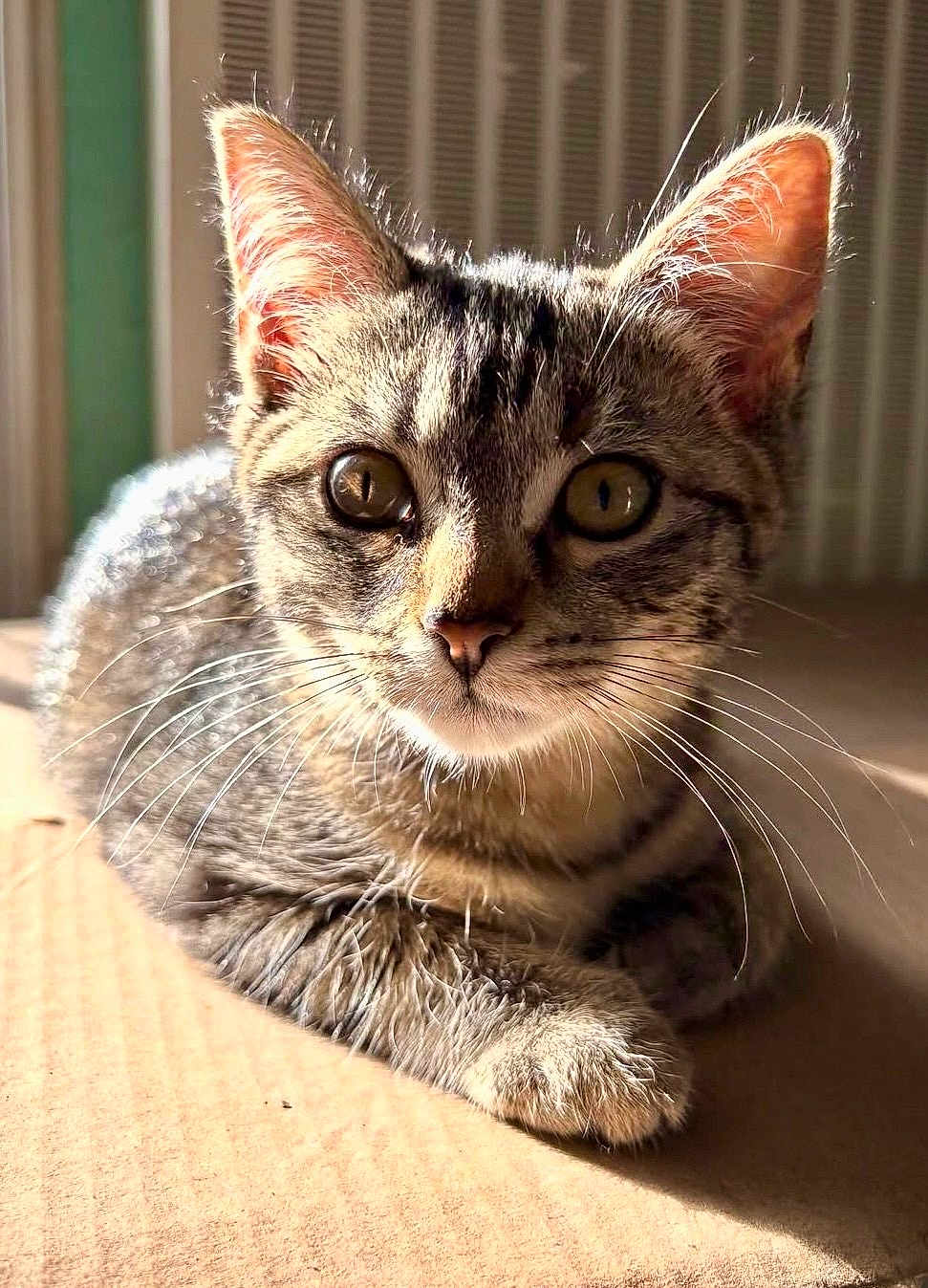 Aura a rejoint le concours — aidez-le/la à gagner de superbes lots ! cat, kitten, tabby, pet, whiskers, eyes, portrait, close_up, indoor, sunlight, fur, ears, paw, cardboard, relaxed, looking_at_camera, cozy, domestic, curious, warm_light