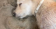 Tommy a rejoint le concours — aidez-le/la à gagner de superbes lots ! dog, sleeping, sand, outdoor, fur, collar, resting, pet, canine, closeup, relaxed, animal, nature, cute, mammal, ear, nose, paw, texture, daytime