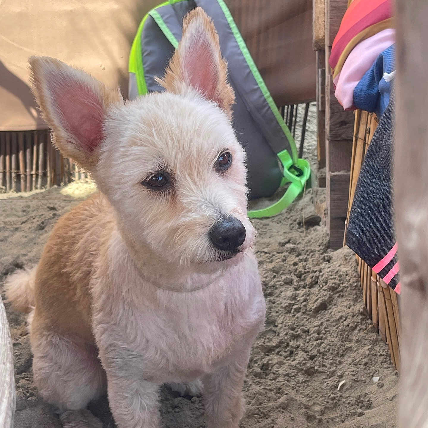 Tommy participe au concours pour gagner de l'argent avec cette photo : dog, pet, sand, outdoor, backpack, furry, ears, animal, cute, sitting, brown, white, portrait, sunlight, shadows, fabric, colorful, closeup, young, companion