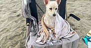 Tommy participe au concours pour gagner de l'argent avec cette photo : animal, beach, canine, casual, chair, dog, holiday, legs, leisure, outdoor, pet, relaxing, resting, sand, seaside, summer, towel, vacation, wet, wrapped
