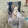 dog, beach, sand, chair, towel, pet, wet, animal, outdoor, relaxing, summer, vacation, canine, wrapped, resting, legs, casual, holiday, seaside, leisure