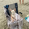 Tommy a rejoint le concours — aidez-le/la à gagner de superbes lots ! dog, beach, sand, chair, towel, blanket, pet, outdoor, summer, relaxation, canine, animal, person, barefoot, vacation, casual, seaside, resting, sunny, holiday