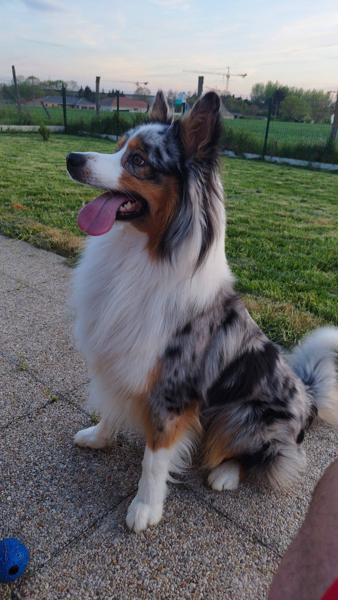 Thanos a rejoint le concours — aidez-le/la à gagner de superbes lots ! canidae, carnivore, cloud, companion_dog, dog, dog_breed, fence, foot, fur, grass, herding_dog, plant, sky, snout, sporting_group, tail, tree, whiskers, working_animal, working_dog