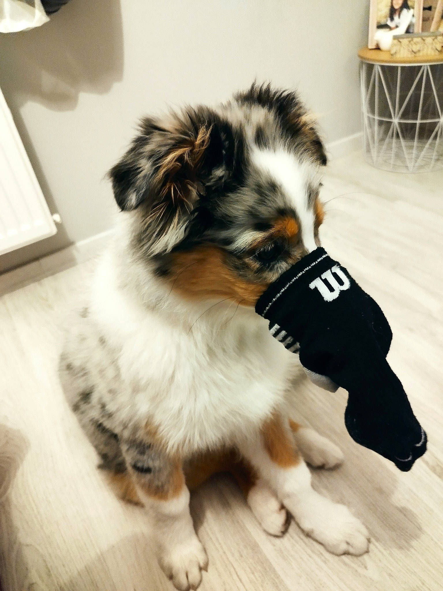 Thanos a rejoint le concours — aidez-le/la à gagner de superbes lots ! australian_collie, australian_shepherd, border_collie, canidae, carnivore, collie, companion_dog, dog, dog_breed, flooring, fur, herding_dog, miniature_australian_shepherd, snout, sporting_group, tail, toy_dog, whiskers, working_animal, working_dog