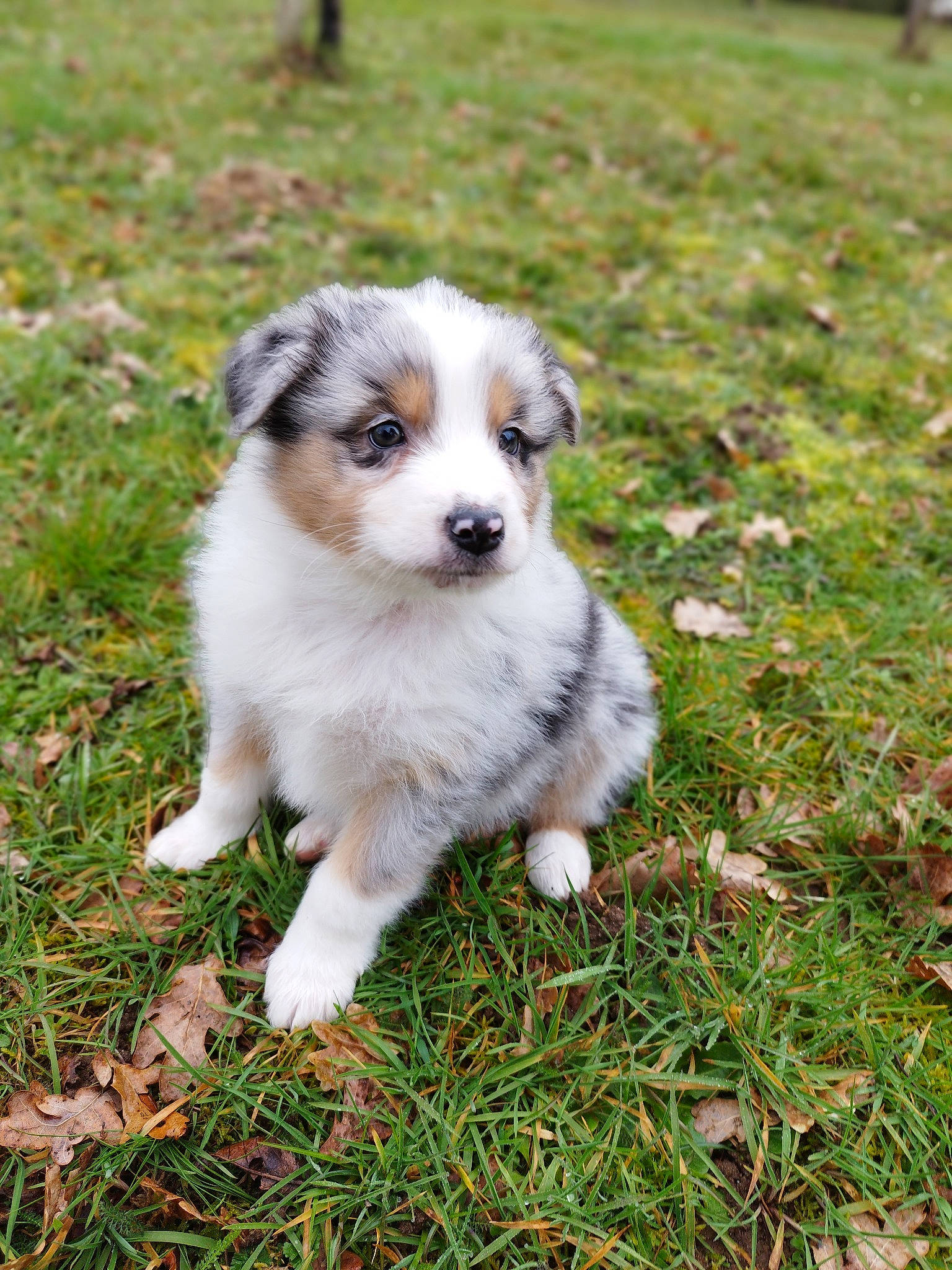 Thanos participe au concours pour gagner de l'argent avec cette photo : canidae, carnivore, companion_dog, dog, dog_breed, fawn, grass, groundcover, miniature_australian_shepherd, plant, puppy, terrestrial_animal, toy_dog, whiskers, working_dog
