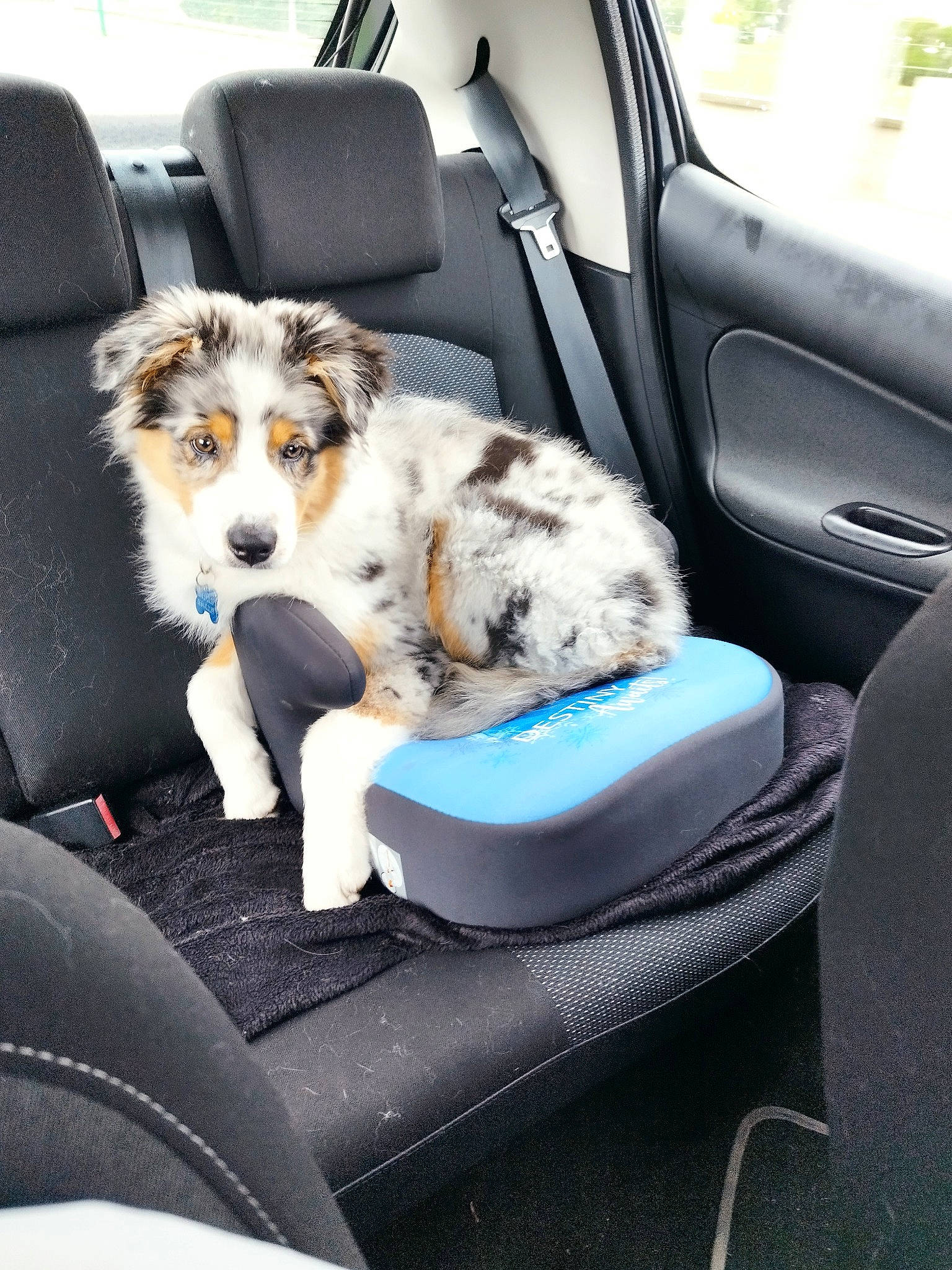 Thanos participe au concours pour gagner de l'argent avec cette photo : auto_part, automotive_design, automotive_exterior, car, car_seat, car_seat_cover, carnivore, chair, collar, comfort, companion_dog, dog, dog_breed, head_restraint, luxury_vehicle, motor_vehicle, personal_luxury_car, vehicle, vehicle_door, window