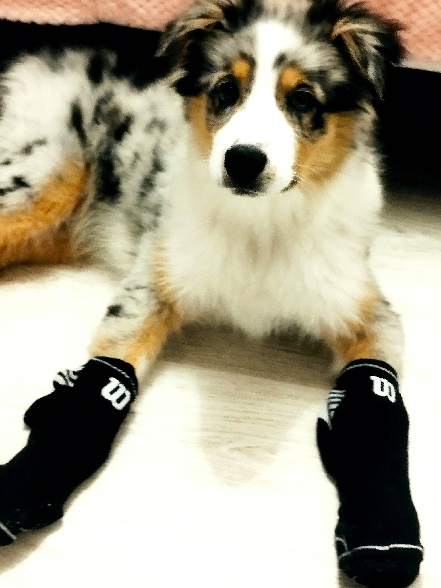 Thanos participe au concours pour gagner de l'argent avec cette photo : australian_shepherd, bernese_mountain_dog, border_collie, carnivore, companion_dog, dog, dog_breed, fur, herding_dog, photography, snout, sporting_group, terrestrial_animal, whiskers, white, working_animal, working_dog