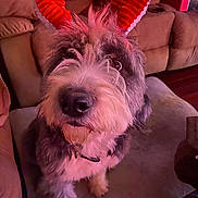 Leia is registered to the contest to win money with this photo: animal, close_up, collar, costume, couch, cozy, curious_expression, cute, decor, dog, domestic_animal, fur, furry, indoor, living_room, nose, pet, red_horns, sitting, whiskers