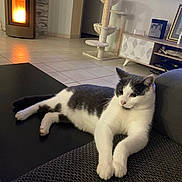 Louna participe au concours pour gagner de l'argent avec cette photo : cat, feline, pet, indoor, living_room, fireplace, cat_tree, couch, relaxed, white_fur, gray_fur, stretching, floor_tiles, television, furniture, home_decor, cozy, resting, paw, domestic_animal