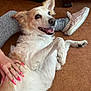 Daisy participe au concours pour gagner de l'argent avec cette photo : dog, pet, indoor, floor, human_hand, slippers, socks, playful, happy, fur, animal, lying_down, close_up, brown_floor, person, nail_polish, ring, ear, paw, smile