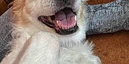 Daisy participe au concours pour gagner de l'argent avec cette photo : dog, pet, happy, tongue_out, indoor, floor, fur, animal, canine, close_up, smiling, relaxed, paw, person, footwear, playing, cute, mammal, companion, domestic