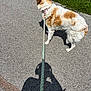 Daisy joined the competition — help win amazing prizes! dog, leash, pavement, sidewalk, grass, flowers, shadow, sunny, outdoor, pet, canine, walking, nature, summer, collar, fur, animal, daytime, park, person_shadow
