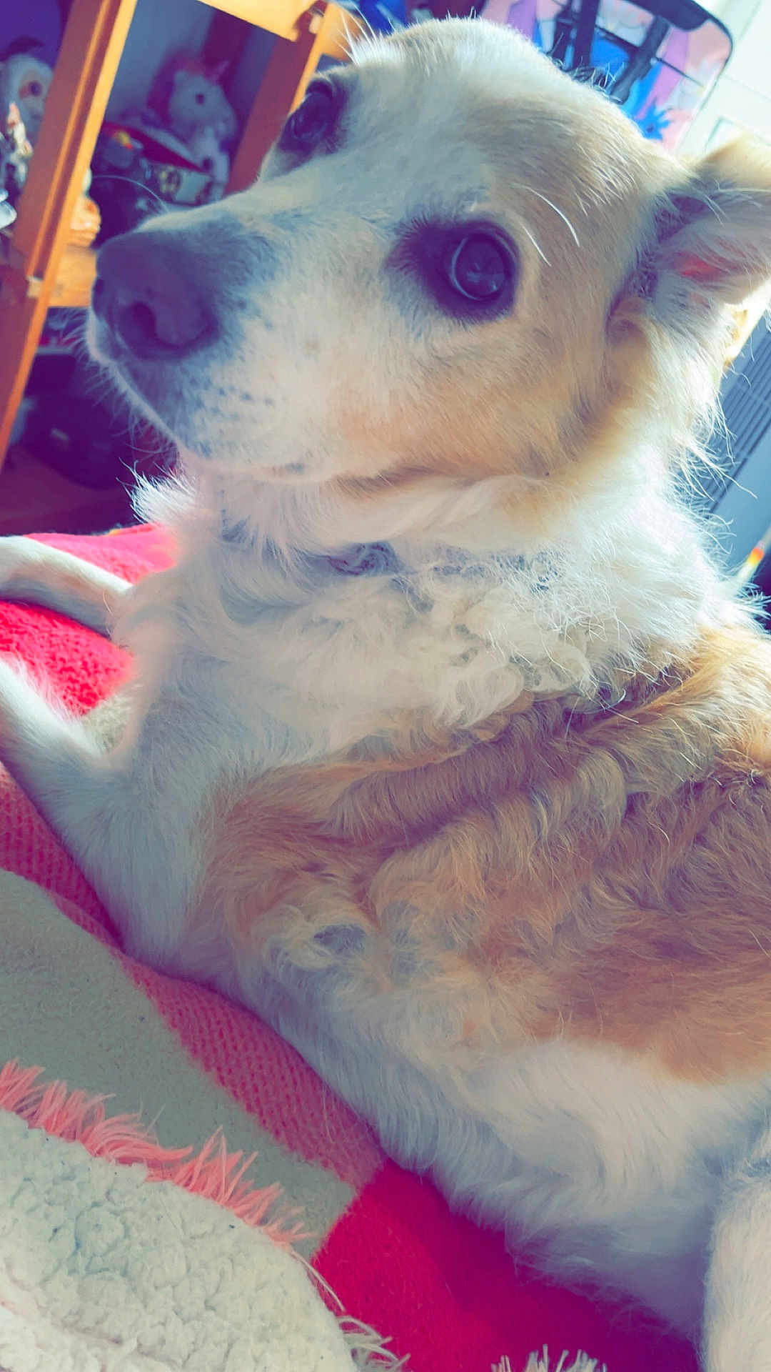 Daisy