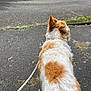 dog, leash, pavement, street, outdoor, fur, white, brown, curb, grass, walk, pet, canine, animal, sidewalk, road, nature, daytime, ears, back