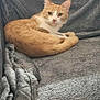 animal, blanket, cat, comfort, couch, cozy, curious, cute, domestic_animal, feline, fur, home, indoor, looking, orange_cat, pet, relaxed, resting, soft_texture, white_cat