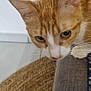 cat, orange_cat, white_cat, indoor, couch, curious, pet, feline, close_up, floor, rug, whiskers, ears, animal, mammal, domestic, looking_down, texture, home, cozy