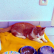 Princesse participe au concours pour gagner de l'argent avec cette photo : cat, orange_cat, pet, indoor, blanket, food_bowl, water_bowl, plate, tile_floor, wall_socket, resting, sleeping, domestic_animal, feline, home, comfort, quiet, relaxed, yellow, white_wall