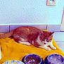 cat, orange_cat, pet, indoor, blanket, food_bowl, water_bowl, plate, tile_floor, wall_socket, resting, sleeping, domestic_animal, feline, home, comfort, quiet, relaxed, yellow, white_wall