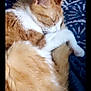 cat, sleeping, orange_cat, white_fur, curled_up, blanket, blue_blanket, indoor, pet, feline, resting, cozy, fur, animal, cute, domestic_animal, whiskers, ear, tail, peaceful