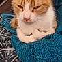 cat, orange_cat, white_cat, towel, blue_towel, blanket, patterned_blanket, indoor, pet, animal, feline, whiskers, ears, fur, resting, cozy, closeup, soft_texture, sleepy, domestic_cat